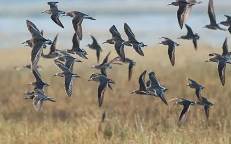 Wetland Conservation