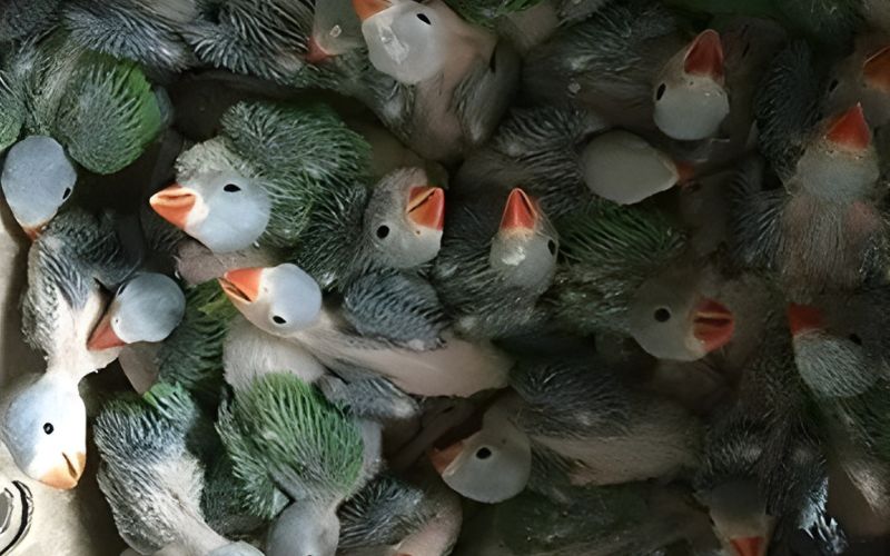 Wildlife Trade