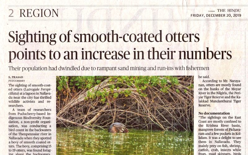 Hindu - Smooth Coated Otter Puducherry