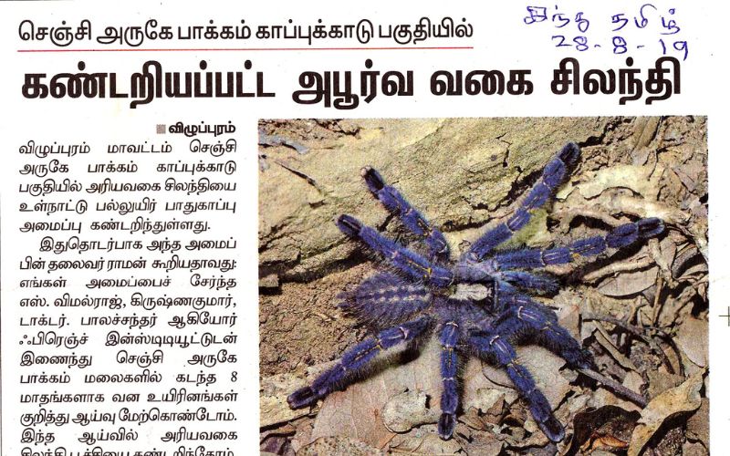 Firstpost - Gooty Blue Tarantula Tamil Nadu