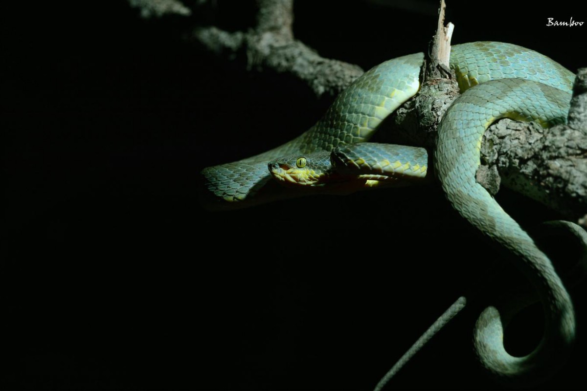 Document Biodiversity