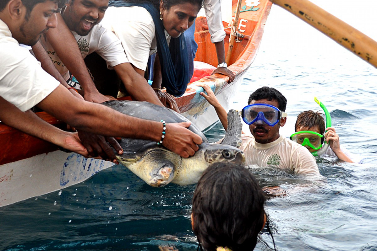 Sea Turtle Conservation