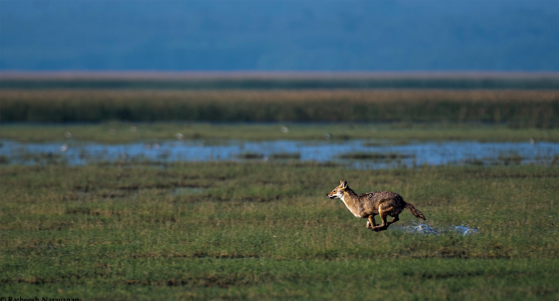 Wetland Habitat