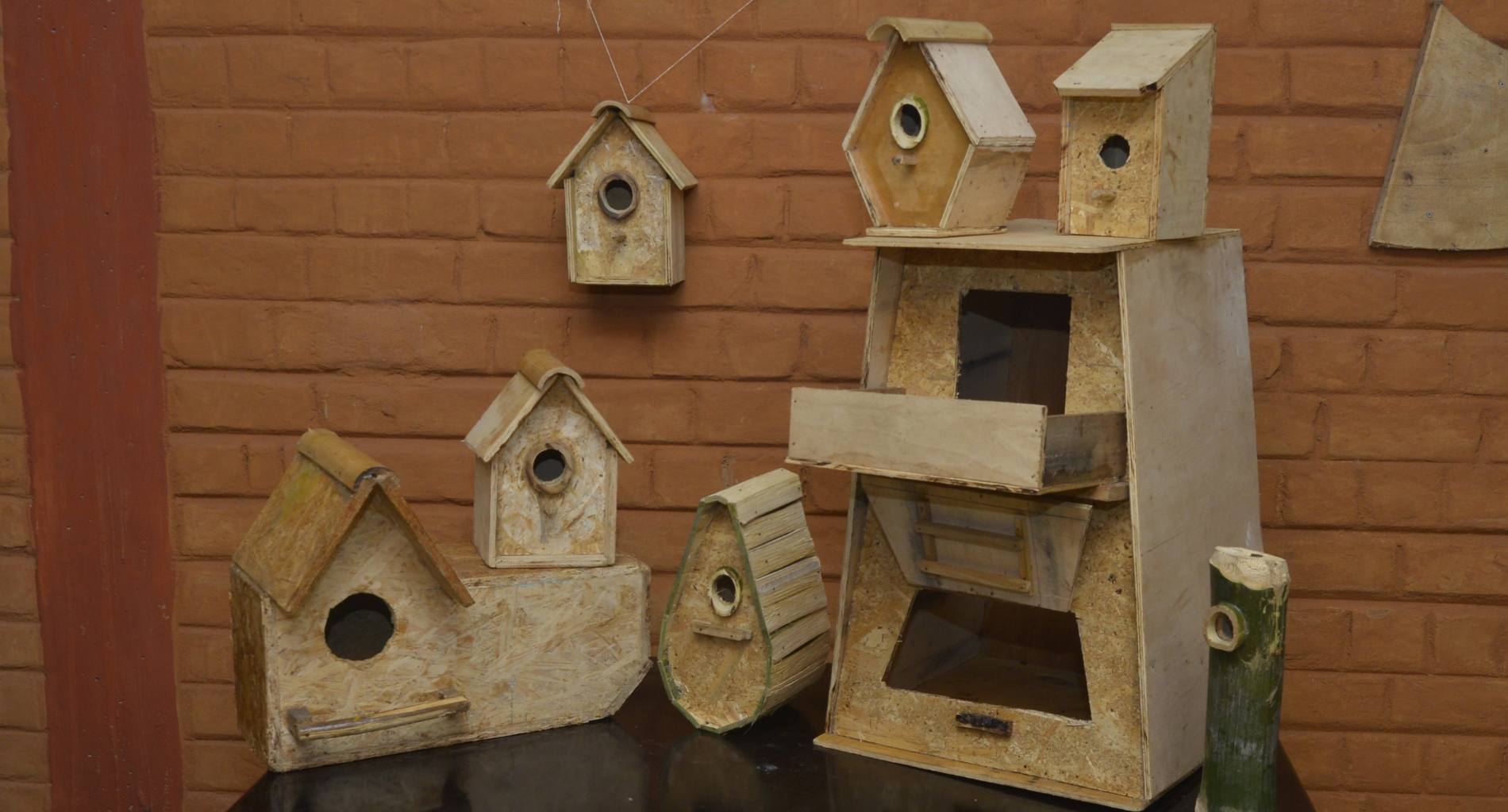 Native Birds and Bats